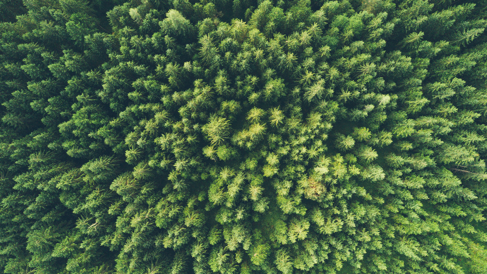Atos cybersecurity service reaches carbon neutrality